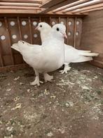 Takla, Dieren en Toebehoren