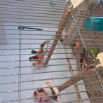 Ruilen voor onverwand, Dieren en Toebehoren, Meerdere dieren, Kleurkanarie