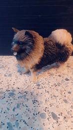 Keeshond, Ophalen of Verzenden, Dier