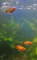 Platy vis geel, Dieren en Toebehoren, Vis, Zoetwatervis, Schoolvis