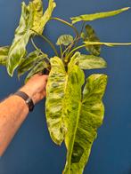 Philodendron Paraiso Verde p17 (5), Huis en Inrichting, Kamerplanten, Ophalen of Verzenden, Halfschaduw, Minder dan 100 cm