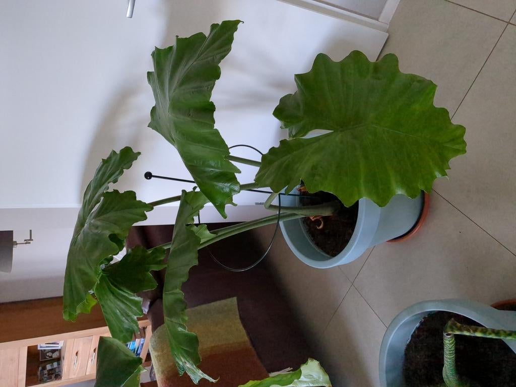 Twee grote kamerplanten / planten met pot. Olifantsoor., Huis en Inrichting, Ophalen, Halfschaduw, Minder dan 100 cm