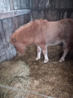 Ijslander veulen merrie, Merrie, 0 tot 2 jaar