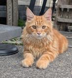 prachtige maine coon kittens met stamboom, Dieren en Toebehoren, Meerdere dieren, Gechipt, 0 tot 2 jaar