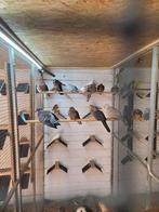 Grote parelhals tortels, Dieren en Toebehoren, Meerdere dieren, Overige soorten