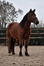 Super lieve en top brave E pony ruin, Dieren en Toebehoren, Pony's, E pony (1.48m - 1.57m), B, Ruin, 3 tot 6 jaar
