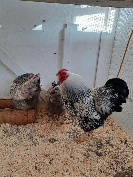 Te koop broedeieren raszuiverige wyandotte krielkippen, Dieren en Toebehoren, Pluimvee, Kip, Geslacht onbekend