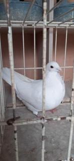 Kleurpostduif duiven te koop, Dieren en Toebehoren, Vogels | Duiven, Meerdere dieren, Postduif