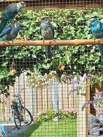1-1 blauwe barnards van 2025, Dieren en Toebehoren, Meerdere dieren, Parkiet
