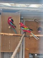 Koppel rosella, Dieren en Toebehoren, Vogels | Parkieten en Papegaaien, Meerdere dieren, Parkiet, Geringd