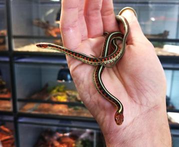 Oostelijke kousenbandslangen! beschikbaar voor biedingen