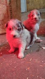 Border Collie x Australian Shepherd Puppies, Dieren en Toebehoren, Honden | Herdershonden en Veedrijvers, Rabiës (hondsdolheid)