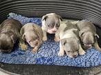 Franse Bulldog Pups, CDV (hondenziekte), 8 tot 15 weken, Bulldog, Meerdere