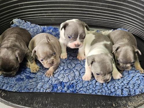 Franse Bulldog Pups, Dieren en Toebehoren, Honden | Bulldogs, Pinschers en Molossers, Meerdere dieren, Bulldog, Fokker | Hobbymatig
