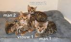 Bengaalse kittens met stamboom, Dieren en Toebehoren, Katten en Kittens | Raskatten | Korthaar, Meerdere dieren, Gechipt, 0 tot 2 jaar