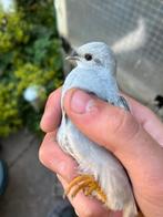 Chinese kwartels 3  (Natuur-broed) 2023, Dieren en Toebehoren, Vogels | Parkieten en Papegaaien, Vrouwelijk, Parkiet, Pratend