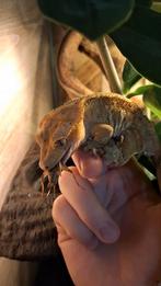 Super dalmation vrouw met terrarium en toebehoren, Dieren en Toebehoren, Reptielen en Amfibieën, Hagedis, Met terrarium