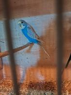 Jonge grasparkiet, Parkiet, Tam