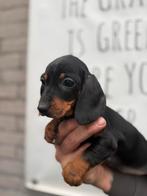 Dwergteckel pups te koop – black & tan / choco & tan, 8 tot 15 weken, Korthaar, Dwerg, Parvo