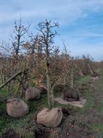 Gieser wildeman, Tuin en Terras, Planten | Bomen, Ophalen