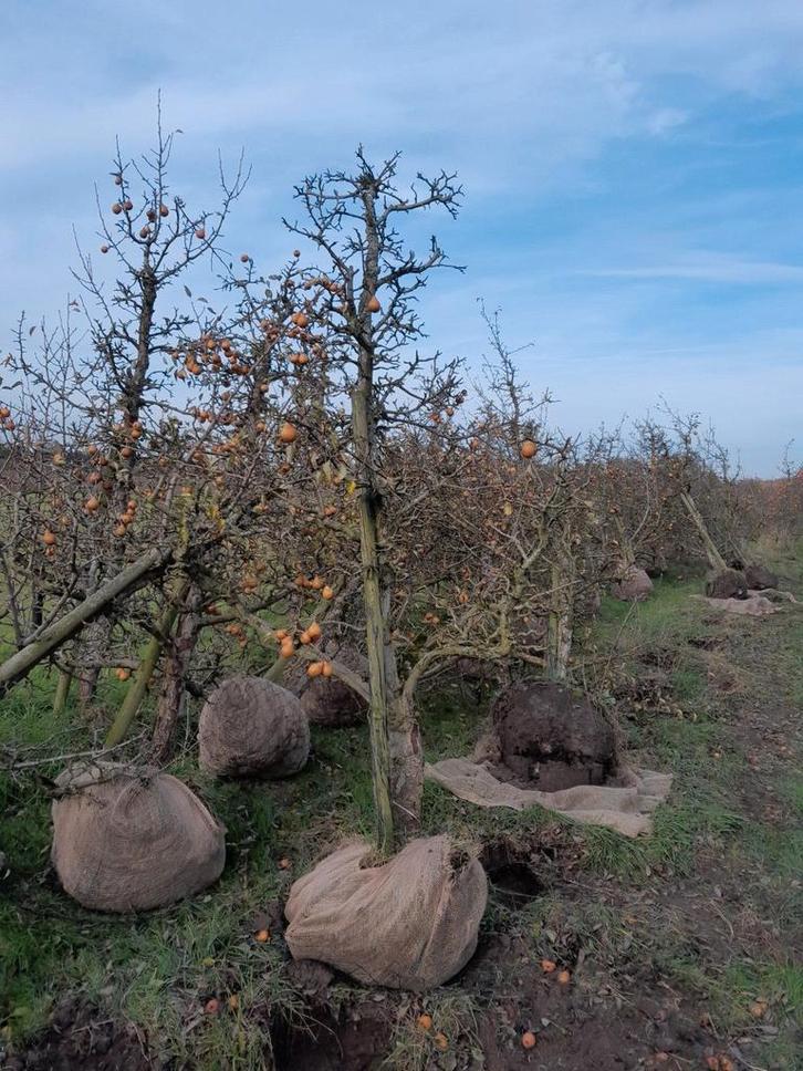 Gieser wildeman, Tuin en Terras, Planten | Bomen, Ophalen