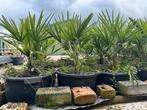 Winterharde Trachycarpus Fortunei Palmen - Diverse Maten!, Tuin en Terras, Volle zon, Vaste plant, Bloeit niet, Ophalen