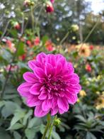 Dahlia knollen, Ophalen of Verzenden, Volle zon, Knol