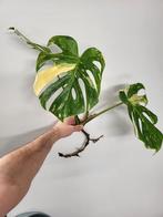Monstera Thai Constellation, Ophalen of Verzenden, Halfschaduw, Minder dan 100 cm