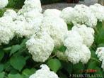 Te koop mooie hortensia strong annabelle en pluimhortensia, Ophalen of Verzenden, Zomer, Overige soorten, Halfschaduw