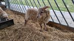 Ouessant ram Lodewijk (tam en lief karakter), Dieren en Toebehoren, Mannelijk, Schaap