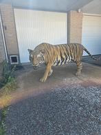 Schitterende grote tijger, Ophalen of Verzenden