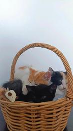 Prachtige lieve kittens te koop!, Dieren en Toebehoren, Katten en Kittens | Overige Katten, Meerdere dieren