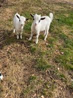 Jonge geit en geitenbokje te koop, Dieren en Toebehoren, Schapen, Geiten en Varkens, Meerdere dieren, Geit, 0 tot 2 jaar
