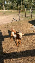 Mooie licht  bruine bok te huur, Dieren en Toebehoren, Schapen, Geiten en Varkens, Mannelijk, Geit