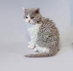 uitzonderlijk mooie kater Selkirk rex longhair - STAMBOOM, Dieren en Toebehoren, Katten en Kittens | Raskatten | Langhaar, Kater
