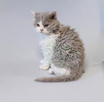 uitzonderlijk mooie kater Selkirk rex longhair - STAMBOOM beschikbaar voor biedingen