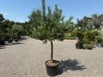 Pinus sylvestris - Grove den op stam te koop., 100 tot 250 cm, Zomer, Volle zon, In pot