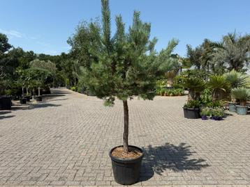 Pinus sylvestris - Grove den op stam te koop. beschikbaar voor biedingen