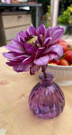 Dahlia 'Creme de Casis' bloem, Ophalen of Verzenden, Volle zon, Knol