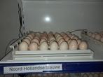 broedeieren noord hollandse blauwe - bevruchting 85 a 90%, Dieren en Toebehoren, Pluimvee, Geslacht onbekend, Kip