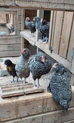 Amrock hanen vsn 5 maanden oud., Dieren en Toebehoren, Pluimvee, Mannelijk, Kip