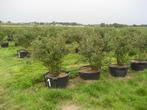 Blauwe bes in 60 liter pot, vol productie nu plukken??, Lente, Overige soorten, In pot, Ophalen of Verzenden