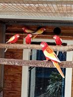 Te koop mooie rubino rosella s, Dieren en Toebehoren, Vogels | Parkieten en Papegaaien, Meerdere dieren, Parkiet, Geringd