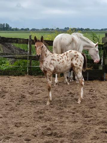 2 unieke knappe jonge hengstjes beschikbaar voor biedingen