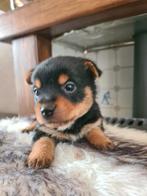 pomeriaan x Yorkshire terriër, Dieren en Toebehoren, Honden | Chihuahua's en Gezelschapshonden, CDV (hondenziekte), 8 tot 15 weken
