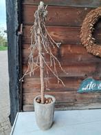 Decoratieve boom in betonnen pot, Tuin en Terras, Tuin, Gebruikt, Minder dan 60 cm, Rond