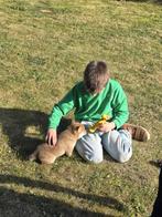 Shiba inu teefje 10 weken - ouders gezondheidstesten, Dieren en Toebehoren, Honden | Poolhonden, Keeshonden en Oertypen, België