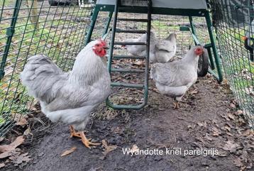 Broedeieren Wyandotte kriel beschikbaar voor biedingen
