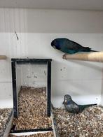 Broedrijp koppel bfbw blauw, Dieren en Toebehoren, Vogels | Parkieten en Papegaaien, Meerdere dieren, Parkiet