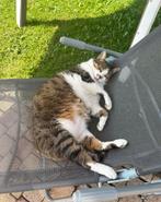 Knuffelkat Mika zoekt een warm thuis, Dieren en Toebehoren, Kater, Gechipt, 6 jaar of ouder